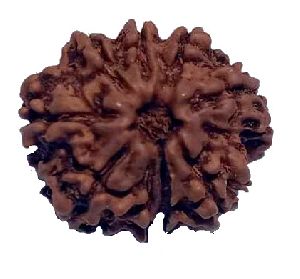 9 Mukhi Natural Nepal Rudraksha