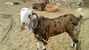 Gujri Male Goat