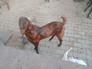 Sirohi Female Goat