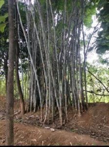 Forest bamboo