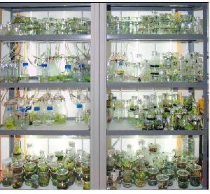 Plant Tissue Culture Rack