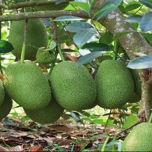 Fresh Jackfruit