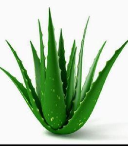 Fresh Aloe Vera