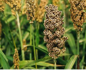 Sorghum Seeds