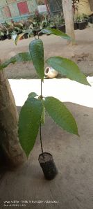 Seedlings mango plants