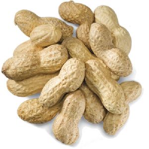 Hybrid Shelled Groundnuts