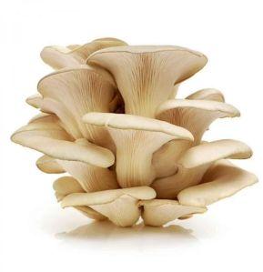 Fresh Oyster Mushroom