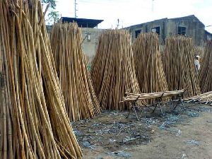 Rattan Cane