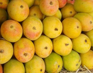 Fresh Alphonso Mango