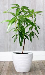 Mango Plant