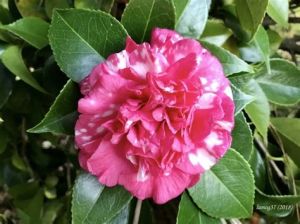 camelia