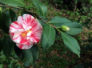 Camelia plant