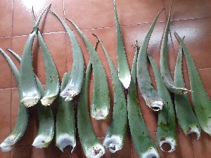 Fresh Aloe Vera Leaves