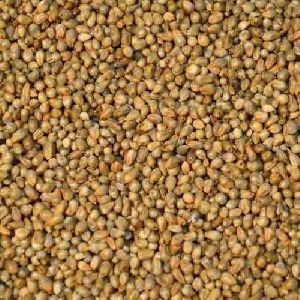 hybrid bajra seed