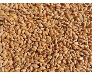 Wheat Seeds