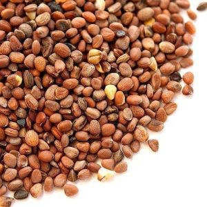 Organic Radish Seeds