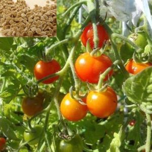 Organic Red Tomato Seeds