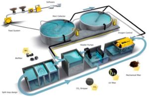 Recirculating Aqua System Setup