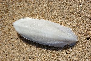 Cuttlefish Bone