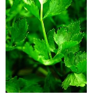 Organic Celery