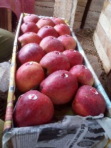 Kashmir Apple Fruits