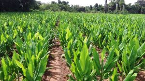 turmeric plantation services