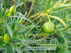 Thevetia Neriifolia Seeds