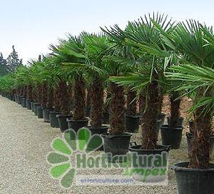Trachycarpus Fortunei Seeds