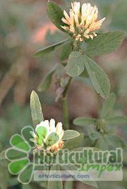 Trifolium Alexandrinum Seeds