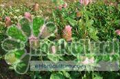 Trifolium Pratense Seeds