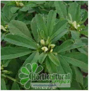 Trigonella Foenum-graecum Seeds