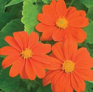 Tithonia Mix Flower Seeds