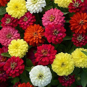 Zinnia Mixed Flower Seeds