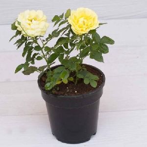 Rose Yellow Plant