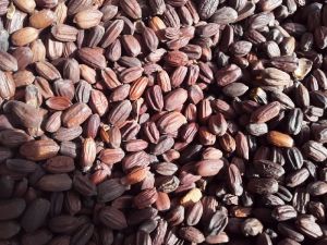 Jojoba Seeds