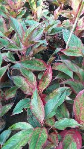 Aglaonema Red Lipstick Plant