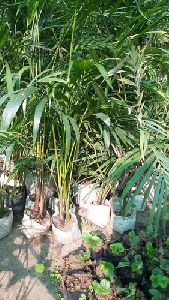 Areca Palm Plant