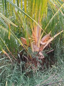 Coconut Plant