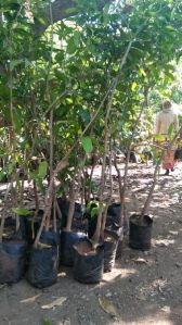 seedling mango plant