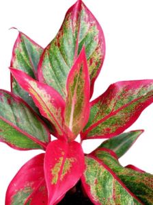 Aglaonema Plants Ex-agar