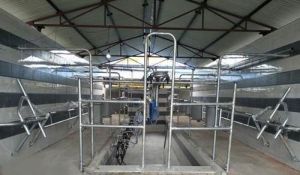 Mini Milking Parlour