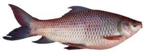 Rohu Fish