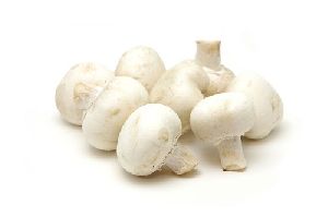 organic button mushroom