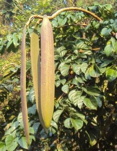 Oroxylum Indicum Beans