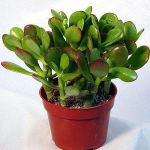 Jade plant