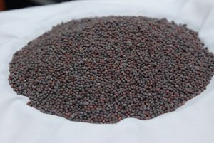 Brown Mustard Seed