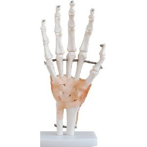 Hand Joint With Ligaments Life Size