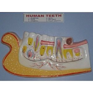 Human Teeth Model Fiber