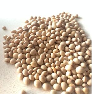 Soybean Seeds