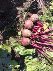 Beetroot